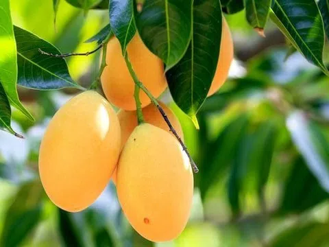 Ăn xoài đúng cách có thể xóa mờ nếp nhăn: Nghiên cứu từ Đại học California chỉ rõ liều lượng lý tưởng