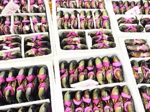 Cua gạch Cà Mau hút hàng, giá vượt 1,1 triệu đồng/kg