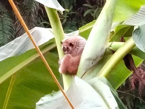 Cu li nhỏ quý hiếm xuất hiện trong vườn nhà dân ở Nghệ An