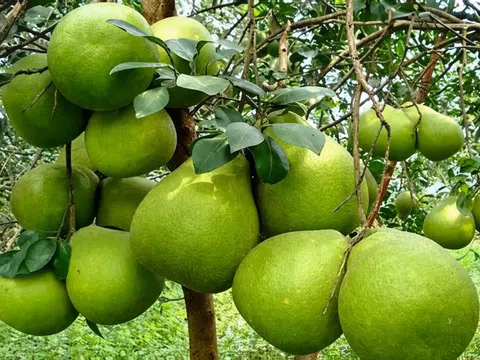 Bưởi, chanh Việt Nam chính thức được cấp "visa" vào thị trường Trung Quốc