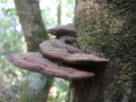 Nấm dược liệu quý bám thân cây cổ thụ trong rừng nguyên sinh ở Lâm Đồng