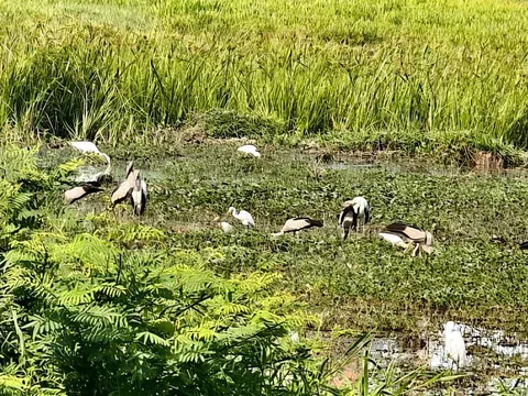 Nỗ lực bảo vệ đàn cò nhạn quý hiếm xuất hiện tại rạch Bầu Hạ, Đắk Lắk