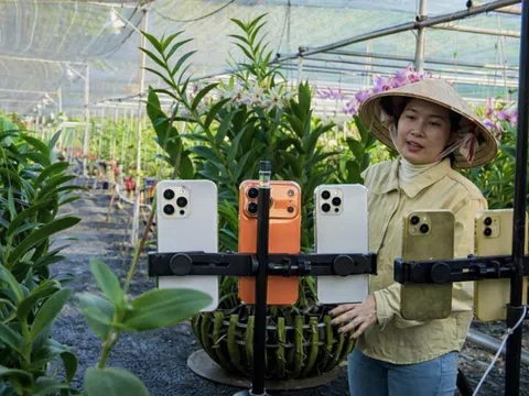 Vừa trồng vừa livestream, vườn lan ở TP HCM lãi 2 tỷ đồng/năm