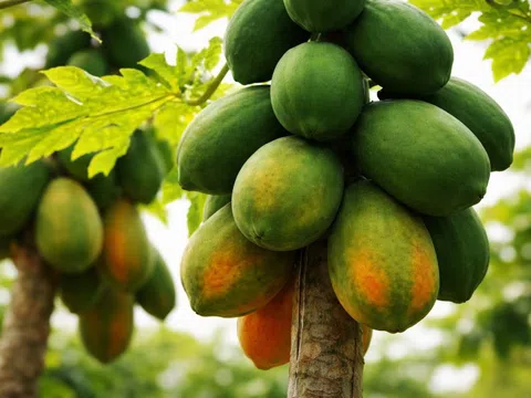 Loại quả nhà nào cũng có nhưng ăn sai cách có thể rước họa vào thân