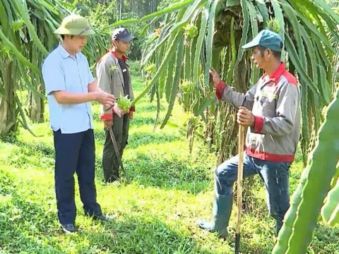 Phong Thổ, Lai Châu: Nhiều giải pháp kết nối tiêu thụ nông sản