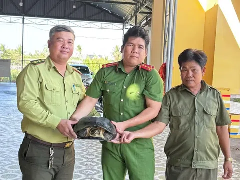 Nông dân Long An phát hiện cua đinh quý hiếm 15kg khi đào ao nuôi tôm