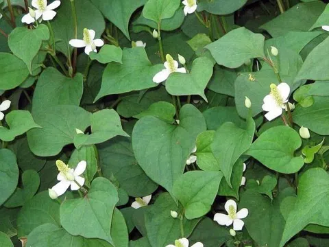 "Vị thuốc vàng" mọc dại ngoài vườn và 6 công dụng kỳ diệu ít ai ngờ tới