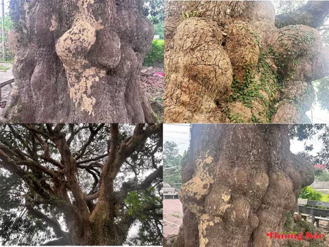 Hà Tĩnh: Cận cảnh cây trôi cổ thụ 400 năm tuổi, chứng nhân của thời gian