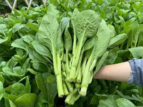 “Siêu rau” lọt Top 11 thế giới, trồng bạt ngàn ở Việt Nam, giá rẻ mà nấu món nào cũng ngon