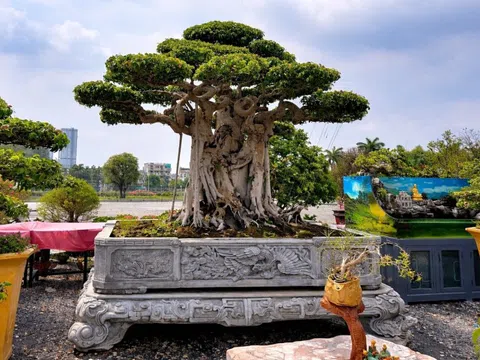 Festival Sinh vật cảnh TP.HCM: Từ sân chơi địa phương đến hướng đi chuyên nghiệp