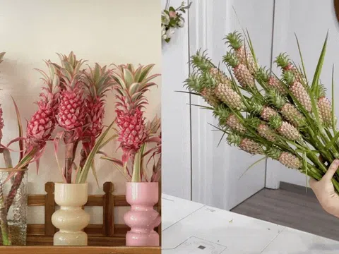 Chơi một lần, ngắm cả tháng: Sức hút của dứa cảnh mini