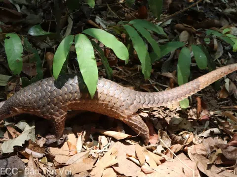 Đắk Lắk tái thả nhiều loài động vật hoang dã quý hiếm về rừng nguyên sinh