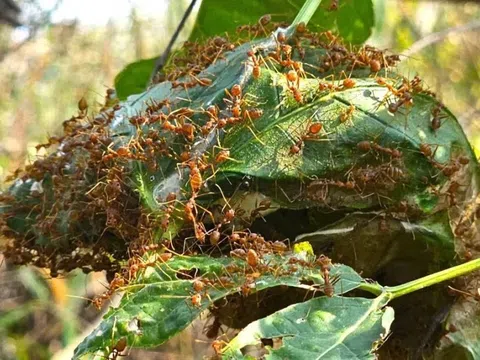 Cả buổi đi rừng chỉ được nửa cân kiến - Nghề săn đặc sản độc lạ ở Tây Nguyên