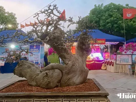 Sách và Sinh vật cảnh: Bản hòa ca tâm hồn