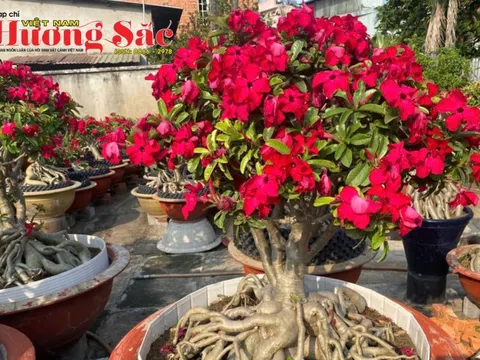 CLB Hoa Sứ Bình Dương - Điểm sáng của phong trào sinh vật cảnh phía Nam