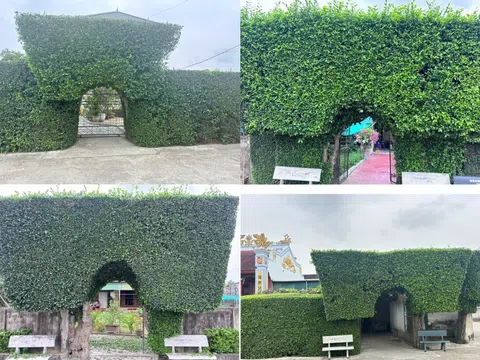 Hà Tĩnh: Độc đáo cổng và hàng rào bằng những cây duối trăm năm tuổi