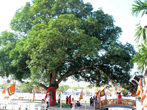 Cây muỗm hơn 300 năm tuổi ở Hà Nội được công nhận Cây Di sản Việt Nam