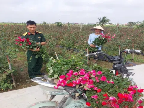 Mô hình ghép tầm xuân nở hoa hồng tại thôn Lý Câu (Hải Phòng): Hiệu quả bước đầu từ thực tiễn