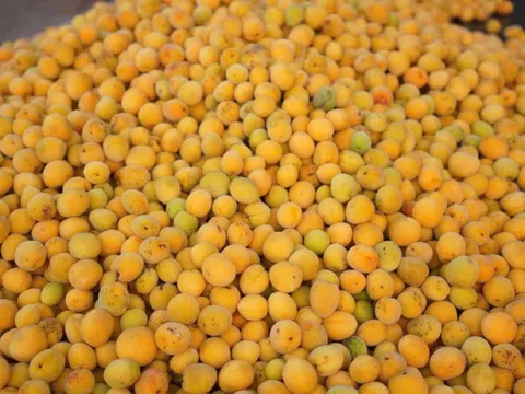 “Thuốc bổ mùa xuân” của người Việt: Vị chua dịu, dưỡng gan, tốt tim mạch