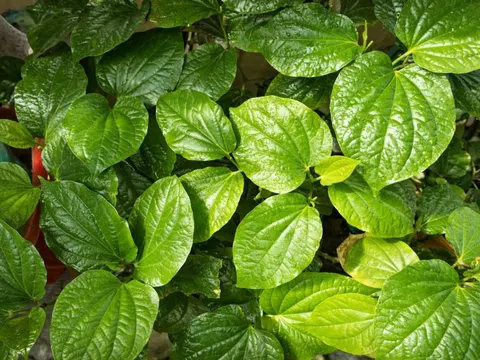 Lá trầu không - "thảo dược vàng" ngay trong tầm tay người Việt