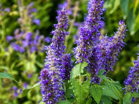 Thảo dược thơm nức này giúp đẹp da, ngủ ngon, tiêu hóa tốt, nhiều người Việt đang bỏ qua