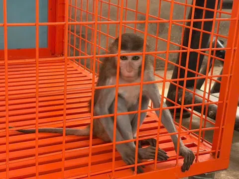 Phát hiện người đàn ông nuôi động vật hoang dã quý hiếm trái phép suốt 4 năm tại nhà