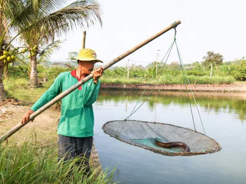 Nông dân Kon Tum thu hơn 1 tỷ đồng mỗi năm từ nuôi cá chình