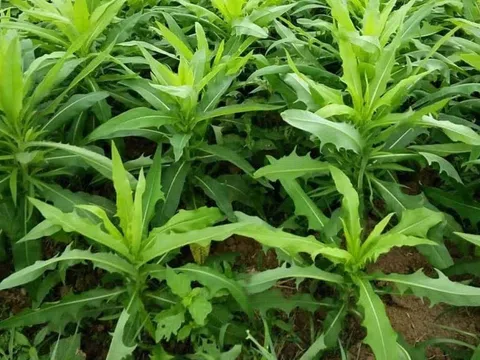 Loài cây mọc dại khắp vườn, ít ai ngờ là vị thuốc quý