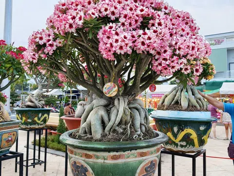 Khai mạc Festival Hoa Sứ 2026: Chủ đề "Sắc hoa Hội tụ"