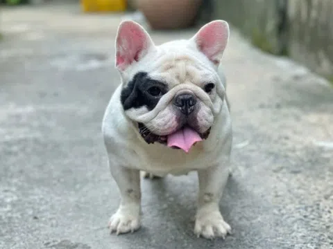 Hành trình với chó Bull Pháp: Khi đam mê trở thành nghề