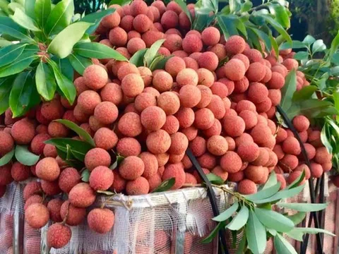 Hải Phòng đặt mục tiêu xuất khẩu hơn 27.000 tấn vải năm 2026