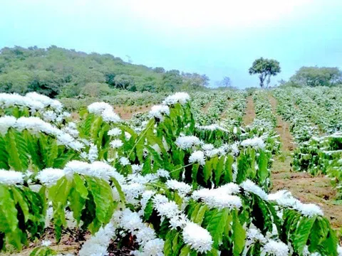 Hoa cà phê nở rực rỡ trên miền đất đỏ Gia Lai trước mùa quả ngọt