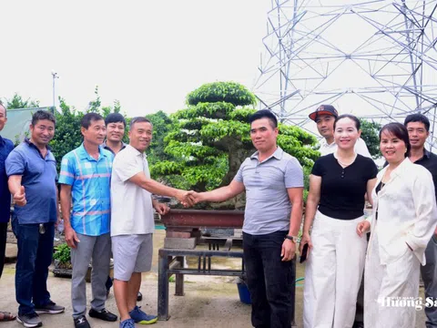 Đẩy mạnh giao lưu, trao đổi kinh nghiệm trong phong trào Bonsai tại Văn Giang, Hưng Yên