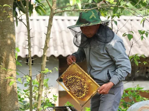 Theo mùa hoa đi lấy mật, người dân vùng cao Lào Cai từng bước ổn định cuộc sống
