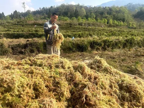 Thứ rêu mọc hoang trên núi cao Lào Cai, nhiều nhà vườn trồng lan đang đổ tiền săn lùng