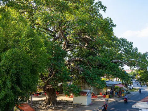 Bí ẩn cây dầu rái "mọc ngược" gần 800 tuổi độc nhất miền Tây