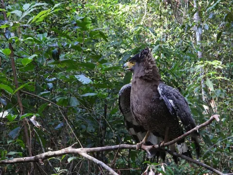 Gia Lai: Tái thả 8 cá thể động vật hoang dã quý hiếm về rừng Kon Ka Kinh