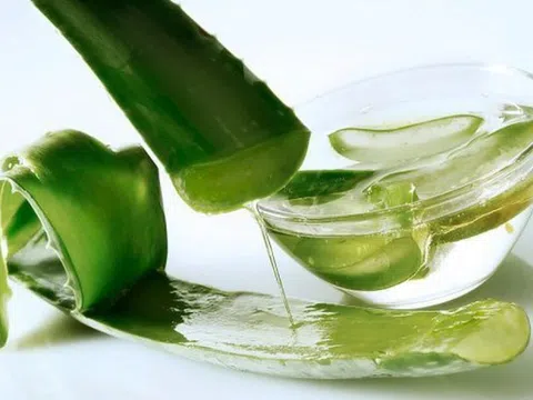 Cây cảnh quen thuộc chứa đựng kho dưỡng chất ít người biết hết