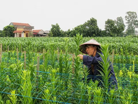 Loài hoa nở đúng một tháng trong năm giúp nông dân Hưng Yên lãi đậm mỗi mùa