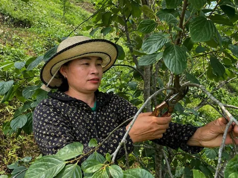 Lạng Sơn xác định danh mục giống ưu tiên, đẩy mạnh tái cơ cấu nông nghiệp giai đoạn 2026 – 2030