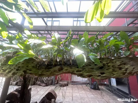 Kỳ 3: Bộ sưu tầm và bảo tồn khổng lồ về gỗ lũa
