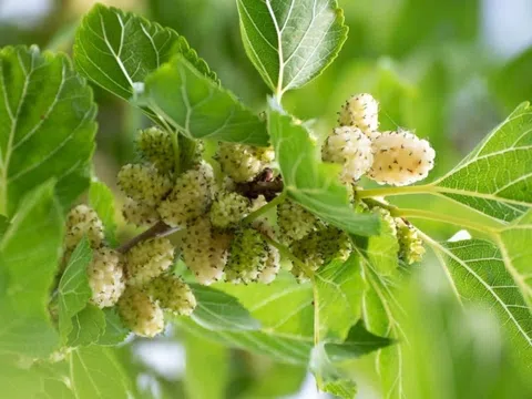 Cây quen thuộc quanh nhà nhưng giá trị dược liệu khiến nhiều người bất ngờ