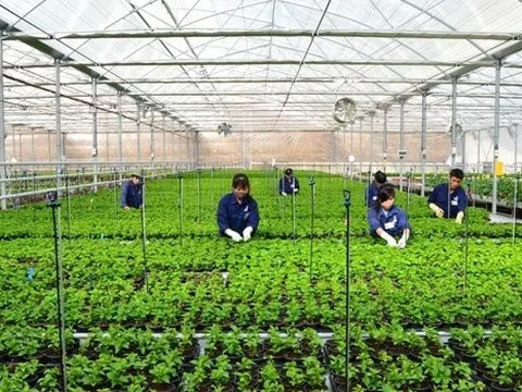 Đà Nẵng ban hành chính sách hỗ trợ khuyến nông từ ngân sách nhà nước