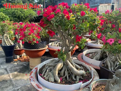 Hoa Sứ Bình Dương: Hành trình 15 năm và "Trái ngọt" đầu tay của anh Đặng Quốc Anh