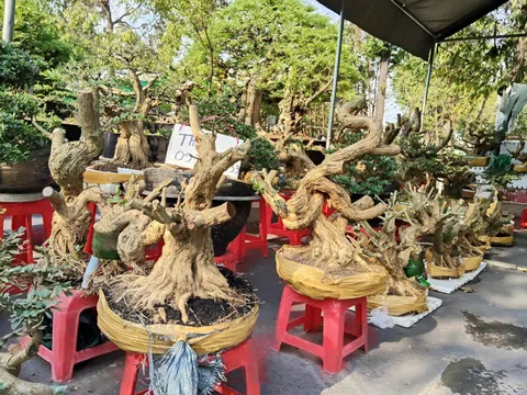 Phôi linh sam – Giá trị của thời gian và sự kiên nhẫn