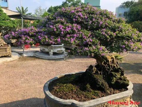 Nhà vườn Anh Nhơn: Nơi giữ thời gian trong dáng cây Việt