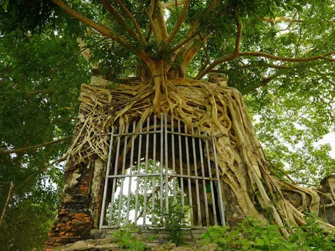 Cây đa cổ thụ 'ôm trọn' cổng phủ trăm năm ở Nghệ An