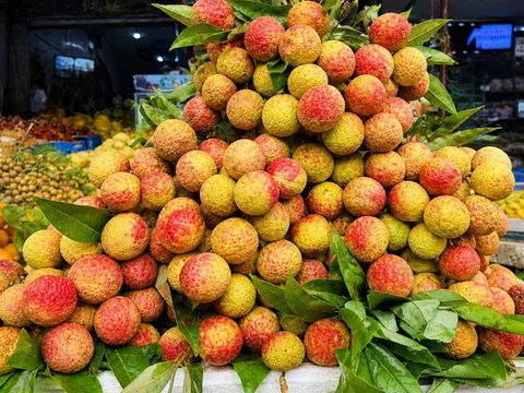 Vải thiều đầu mùa hút khách, giá tăng mạnh so với năm trước