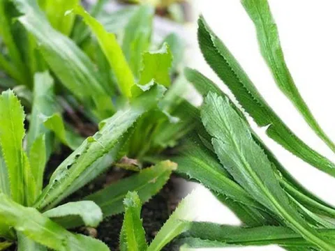 Rau răng cưa - loại rau gia vị quen thuộc với nhiều lợi ích sức khỏe ít người biết
