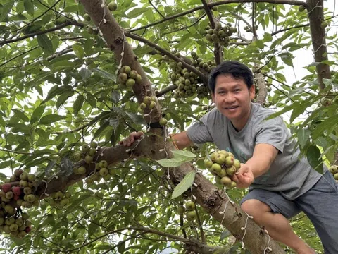 Vườn rau sạch trong khu nghỉ dưỡng 4.000 m² của ca sĩ Trọng Tấn: Góc bình yên giữa nhịp sống hiện đại